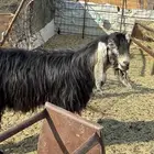 فحل عارضي أجم  مشروط