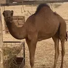 قعود حاشي بلدي