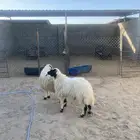 جذعان 6 اشهور تزيد تنقص