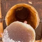 عسل طلح تبوك البري ( عرض خاص )