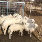 بهم