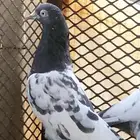 حمام تيدي بيور