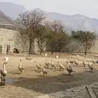 وز للبيع