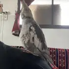 كوكتيل اليف تم بيع