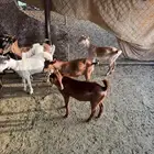 ثمان عنقان وتيسين ذبايح