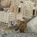 ذكر سكوتش استريت للتزاوج