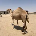بيشة