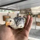 فروخ روز للبيع باسعار حلوه