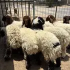 هرافي بريه زبده - الجبيل