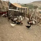 دجاج بلدي للبيع