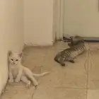 3قطط شيرازي صغار العمر شهرين