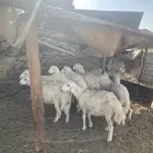 8 طليان سمان للمناسبات