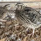 سمان فري لاحم مربرب ماشاء الله