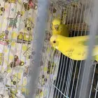 زوج بادجي منتج وفاخر