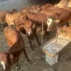 للبيع حسلان العدد 21