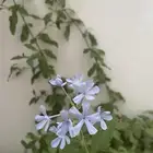 شجرة طبيعية ( ياسمين ازرق)