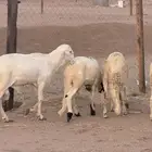 سواكن جذعان وثنيان