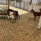 جفرات جنوبيات وتيس
