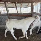 تيس مشروك ثني