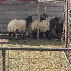 6 رخال وخروف مقاني