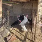 دجاج رومي