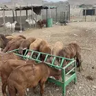سواكني مناسبات فل