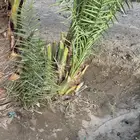 نخل صفري للبيع
