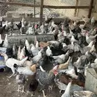 دجاج بلدي وفيومي ألمونيوم للبيع