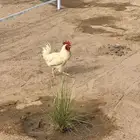 ديك ابيض وديك اخر موضحه لونه مع دجاجتين