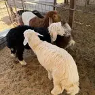 بهم رخال العمر أربع شهور