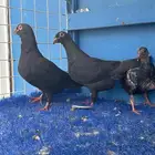 جوز زاجل اسود تحته فرخين