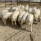 تم البيع بهم حري سمان فل نظيف ذبايح
