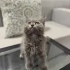 قطط للبيع