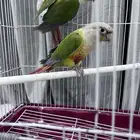 جوز منتج كنيور اناناس