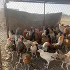 دجاج كبار كفو
