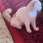 قط عمره 4 اشهر للتبني