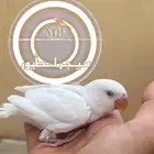 فروخ روز البينو
