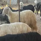 شاه نجديه عيسيه للبيع