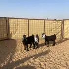جفرات