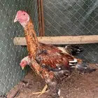 ديكه باكستانيه