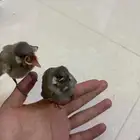 بلبل حساوي