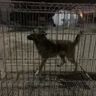 3 كلاب ملتيز انثى بيظى او ذكر ابيظ او ذكر احم ر