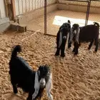 للبيع تيوس بلدي العدد 3 منهن واحد عارضي