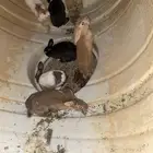 ذكور أرانب للبيع