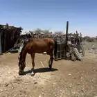 خيل (حصانين وفرس ومهرها)
