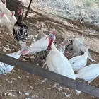 دجاج رومي تصانيف ممتازة وخالي من الامراض