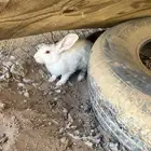 ارانب للبيع