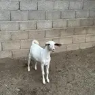 عناق فل شحم او مقنوي طيبة