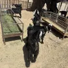 تيويس مقفله شحم