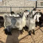 معزا عوارض بفحلها صنف تم البيع تم البيع